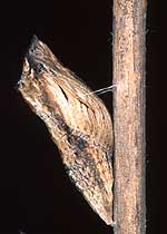 Papillon du céleri (Papilio polyxenes asterius)