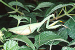 Mante religieuse (Mantis religiosa)