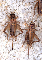 Grillon domestique (Acheta domesticus))