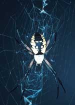 Argiope (Argiope aurantia)