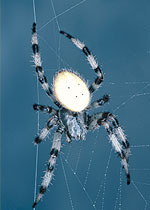 Araignée (Araneidae)