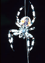 Araignée (Araneidae)