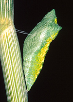 Papillon du céleri (Papilio polyxenes asterius)