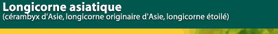 Longicorne asiatique (c&eacute;rambyx d'Asie, longicorne originaire d'Asie, longicorne &eacute;toil&eacute;)