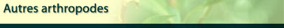 Autres arthropodes