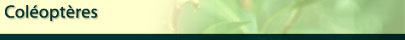 Coleoptera