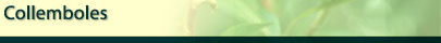Collemboles