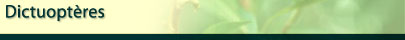 Dictuopt&egrave;re