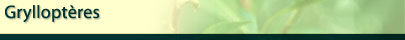 Gryllopt&egrave;res