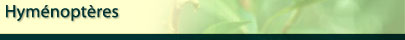 Hym&eacute;nopt&egrave;res
