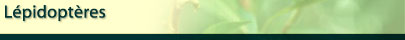 L&eacute;pidopt&egrave;res