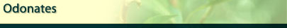 Odonates