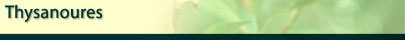 Thysanoures