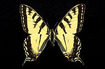 Papillon tigr� du Canada (Papilio canadensis), adulte