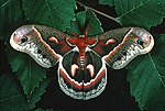 Cecropia moth