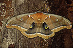 Polyph�me d'Am�rique (Antheraea polyphemus), adulte