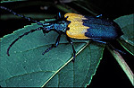Desmoc�re � manteau (Desmocerus palliatus), adulte