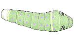 Papillon tigr� du Canada (Papilio canadensis), chenille