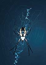 Argiope (Argiope aurantia)