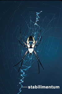 Argiope (Argiope aurantia), stabilimentum