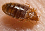 Punaise des lits (Cimex lectularius)