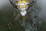 Argiope trifasciata