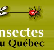 La toile des insectes du Québec