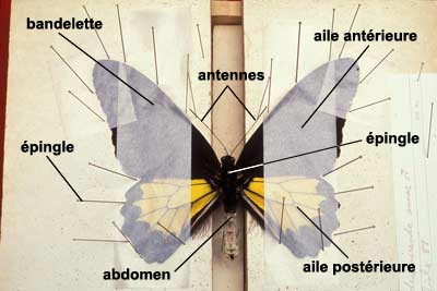 Papillon �tal�