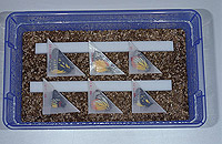 Papillotes dans un ramollissoir