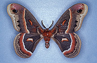 �pinglage de L�pidopt�re (Hyalophora cecropia)