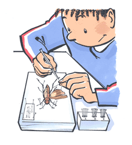 �talage d'un insecte