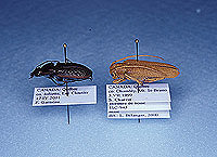 Sp�cimens avec �tiquettes entomologiques