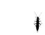Forficule