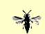 Thrips