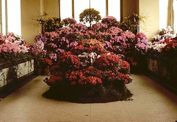 Exposition florale printani�re - 1952