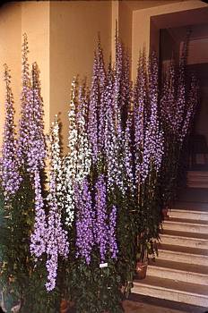 Exposition florale printani�re - 1954