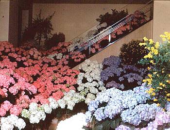 Exposition florale printani�re - 1954