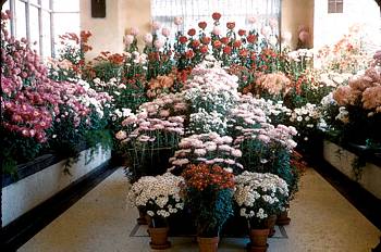 Exposition florale automnale - 1954