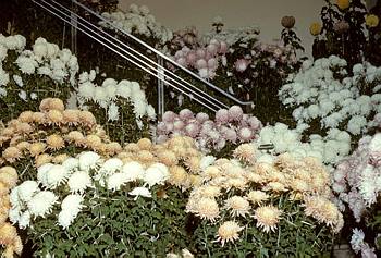 Exposition florale automnale - 1954