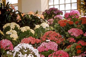 Exposition florale printani�re - 1956