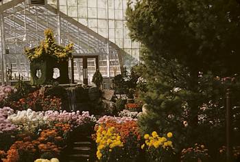 Exposition florale automnale - 1956