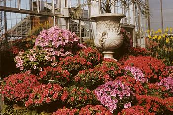 Exposition florale printani�re - 1957