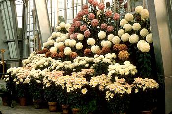 Exposition florale automnale - 1957