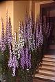 Jardin botanique de Montr�al