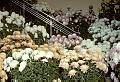 Jardin botanique de Montr�al