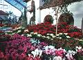 Rom�o Meloche