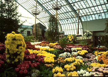 Exposition automnale: Chrysanth�mes - 1984