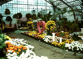 Exposition automnale: Chrysanth�mes - 1985