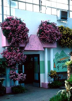 Exposition automnale: Chrysanth�mes - 1985