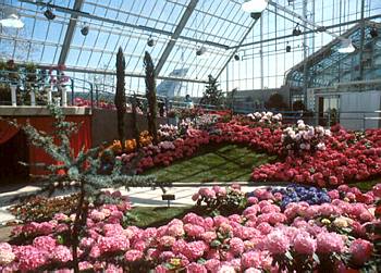 Exposition florale printani�re d'ouverture- 1986